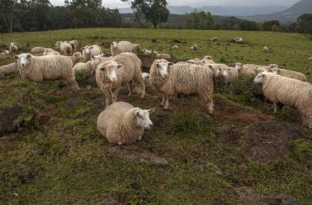 Dados da Seapi apontam que nos 49 municípios da Serra Gaúcha existem 2.682 propriedades com criação de ovinos – Foto: Fernando Dias/Ascom Seapi