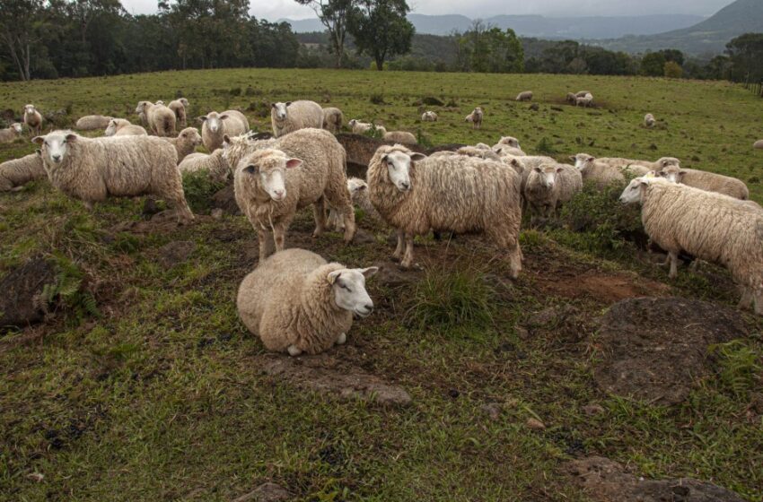  Pesquisa que vai fazer diagnóstico da ovinocultura na serra é apresentada em Seminário