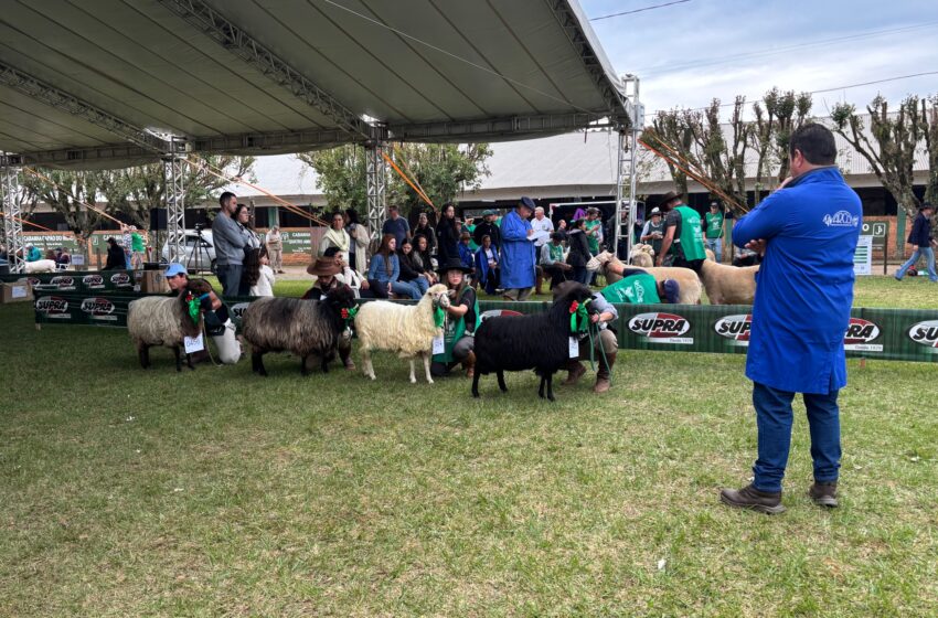 Fenovinos registra em Vacaria número recorde de animais participantes