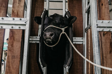 Ao todo, 107 animais serão avaliados na competição que ocorre nesta sexta-feira (17). Foto:44meia