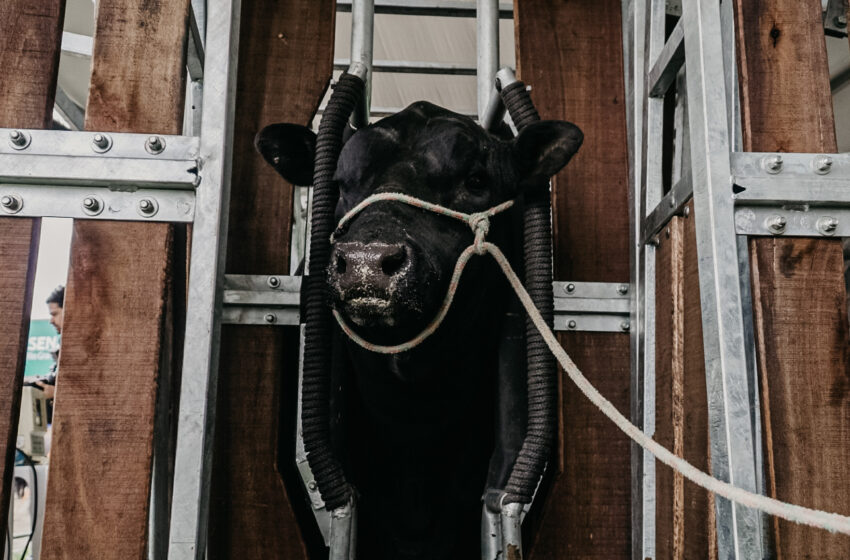  Vacaria recebe pela primeira vez a Exposição Nacional das raças Angus e Ultrablack