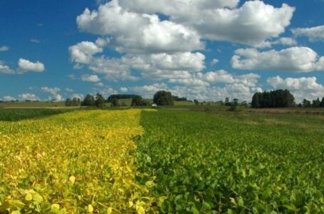 Vazio sanitário da soja começa no mês de julho no RS