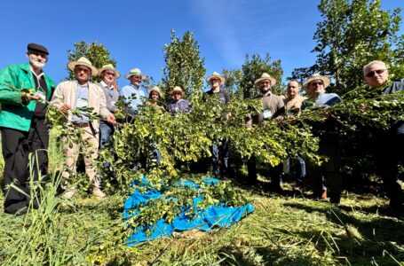 Festa da colheita da erva-mate é aberta com expectativa de safra de 310 mil toneladas de folhas verdes